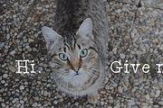 Bendy Goose, a Serif Font by Treich Design (Thumbnail 4 of 4)