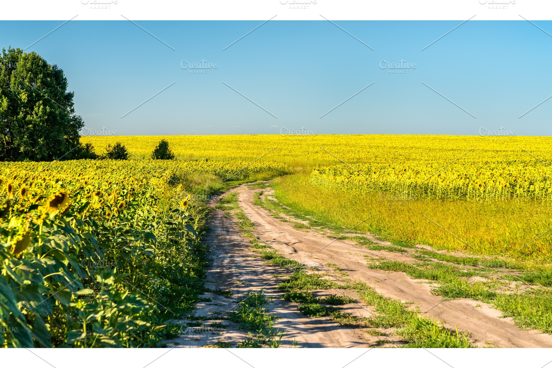 Dirt road in a sunflower field in featuring sunflower, field, and bloom, a Nature Photo by Leonid Andronov