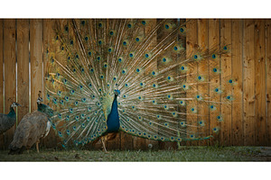 peacock fluffs up his tail and, an Animal Photo by Our Amazing World
