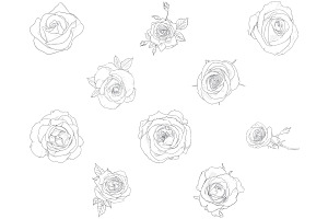 Rose Outlines Set 1 Procreate Brush