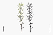 Herbarium: Set 1, a Decorative Illustration by Texture Fabrik (Thumbnail 7 of 19)