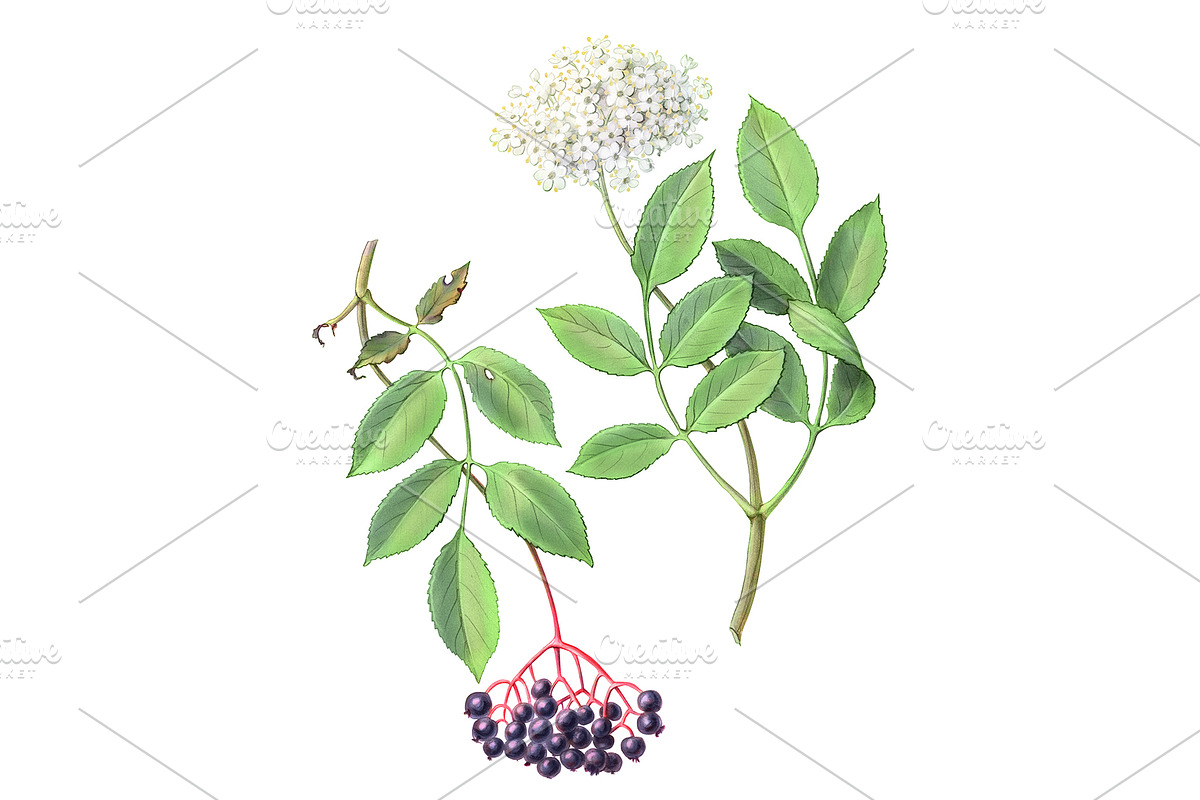 Elder Plant Botanical Illustration, an Illustration by Anna Repp Illustration (Photo 1 of 7)