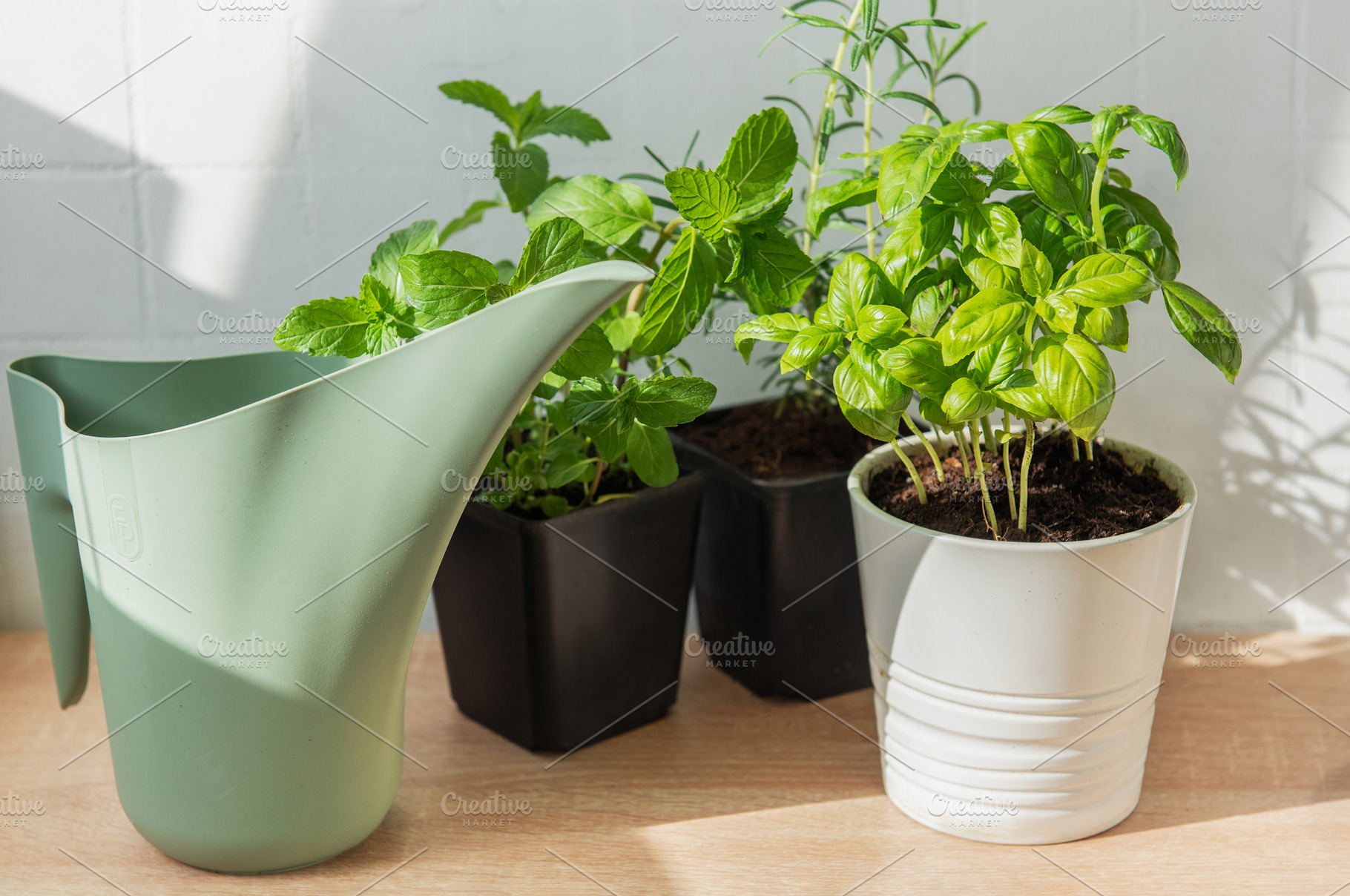 Fresh herbs growing indoors with watering can, a Nature Photo by Olena Rudo