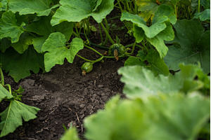 Young pumpkins and squash developing, a Nature Photo by volodymyrshtun13795