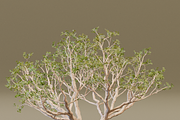 The Red Coral Tree, a Plants & Tree 3D Model by FuturePastCreatives (Thumbnail 3 of 8)