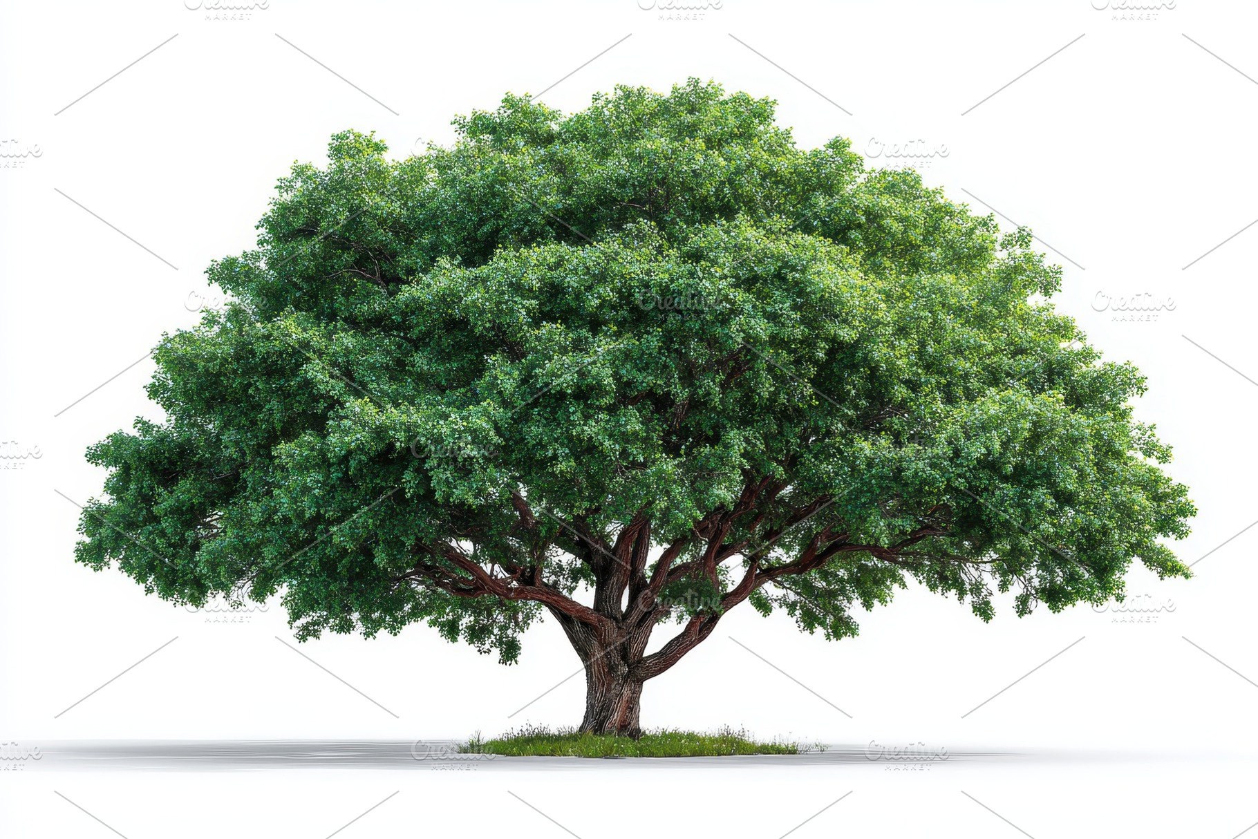 Lush green tree isolated on white ba, a Photo by Pixeness Studio
