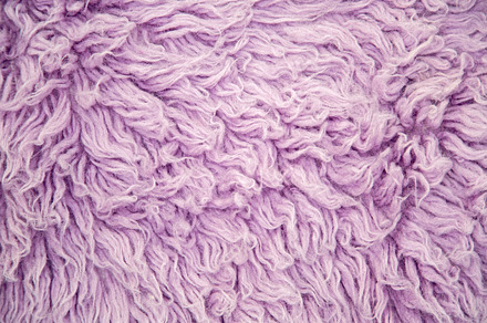 purple large long fur, an Abstract Photo by SaulichPhoto