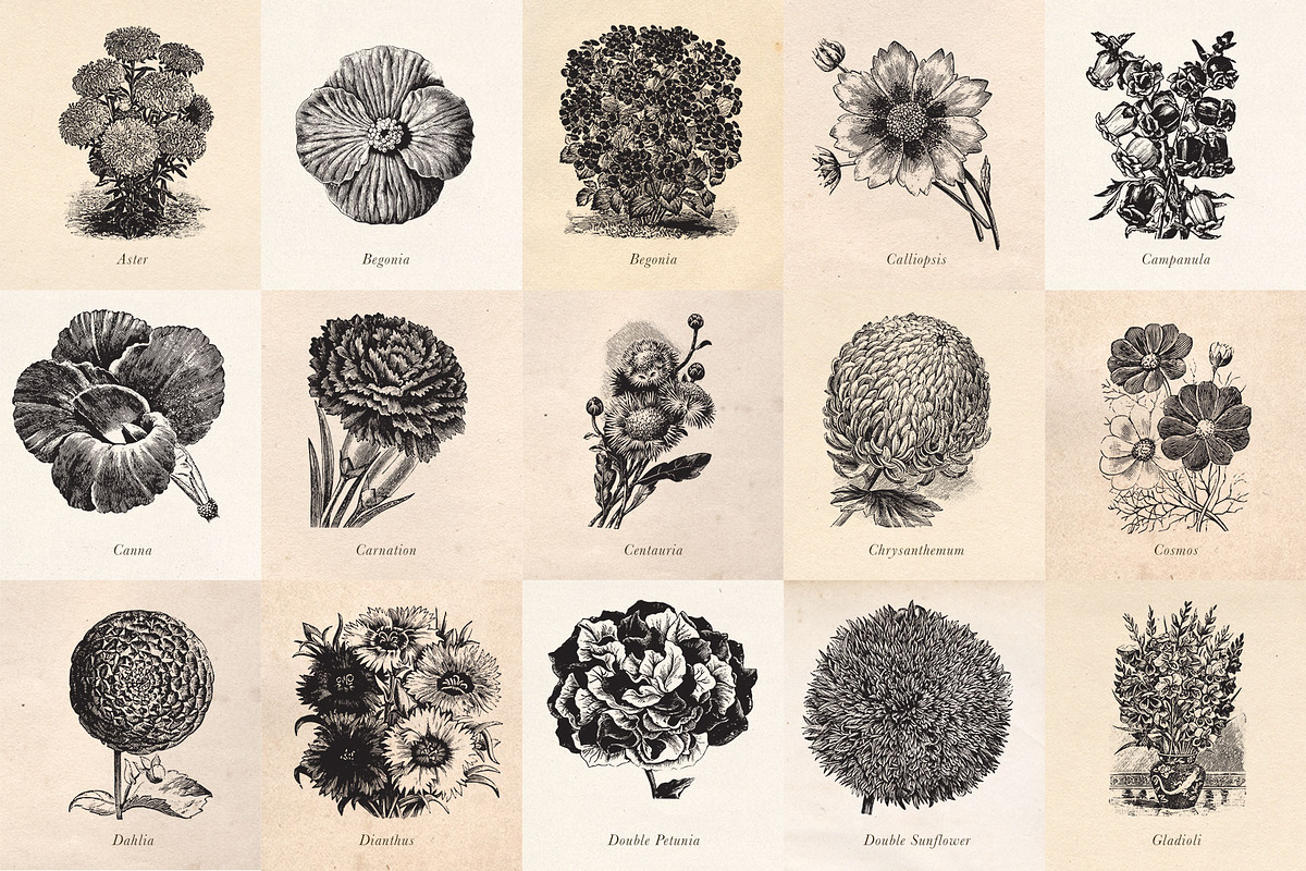 Vintage Fruit Vegetables & Flowers, an Object Graphic by Eclectic Anthology (Photo 8 of 11)