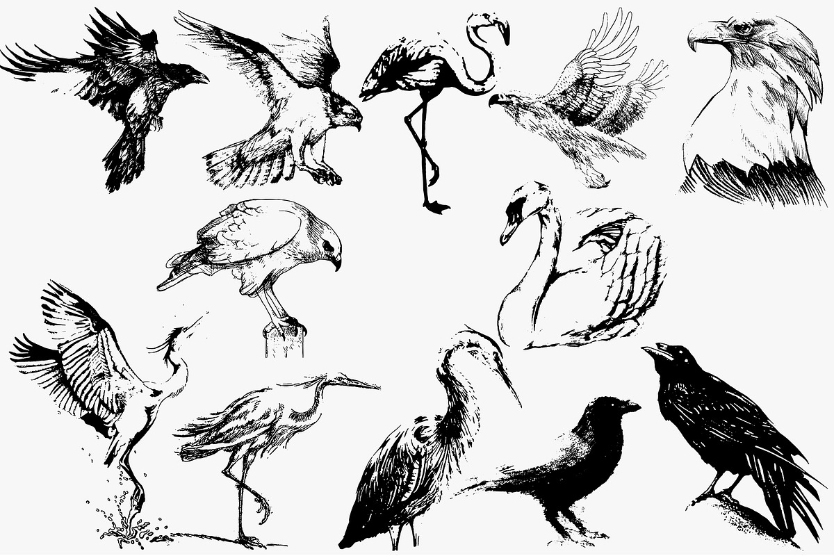 Birds set vector. Silhouette images, an Animal Illustration by AnastasiyaOleynik (Photo 7 of 8)
