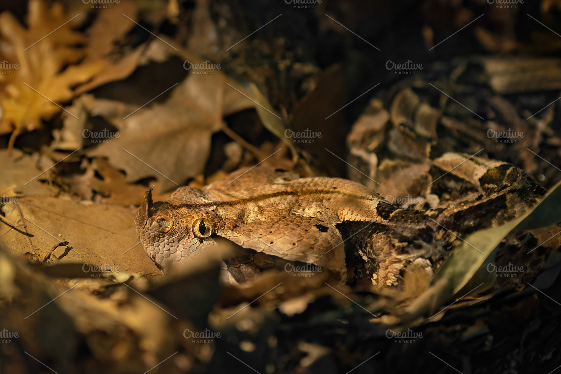 Gaboon Viper Camouflaged Among Dry L, an Animal Photo by Perpis