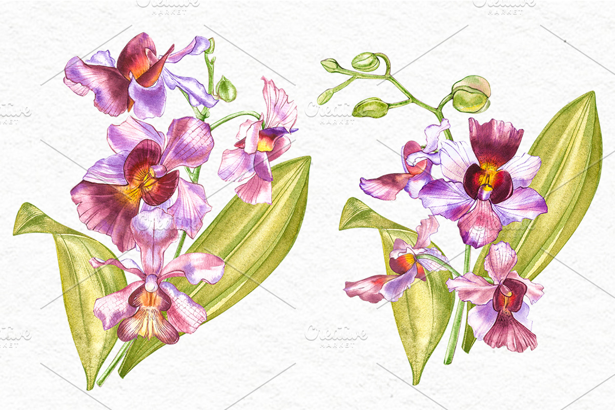 Orchids branch in botanical style, a Decorative Illustration by Ann Astro (Photo 12 of 15)