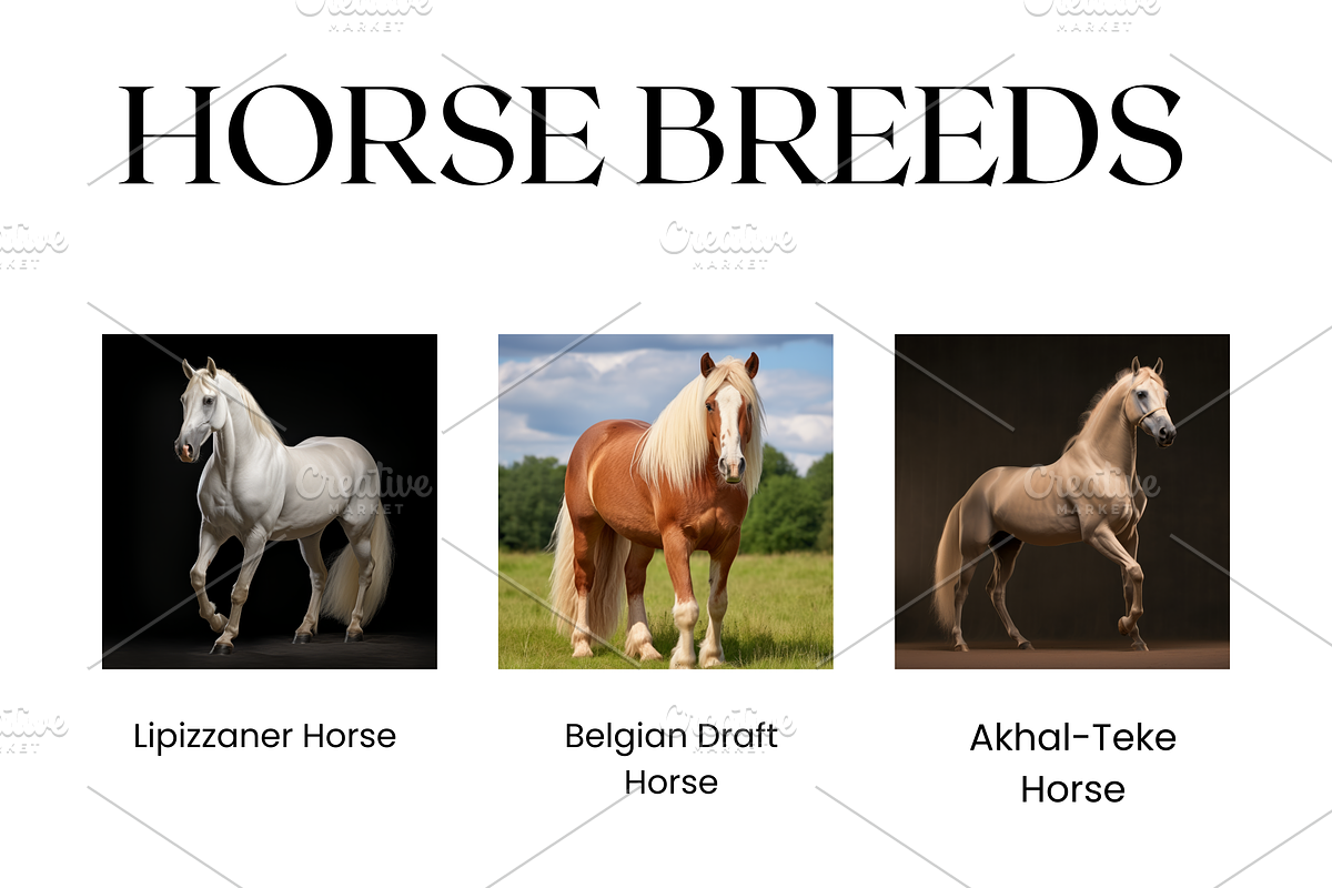 Horse Breeds Images, White Horses, an Animal Photo by BrushstrokeArtGB (Photo 4 of 5)