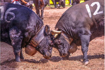 Herens cows, known for fighting in