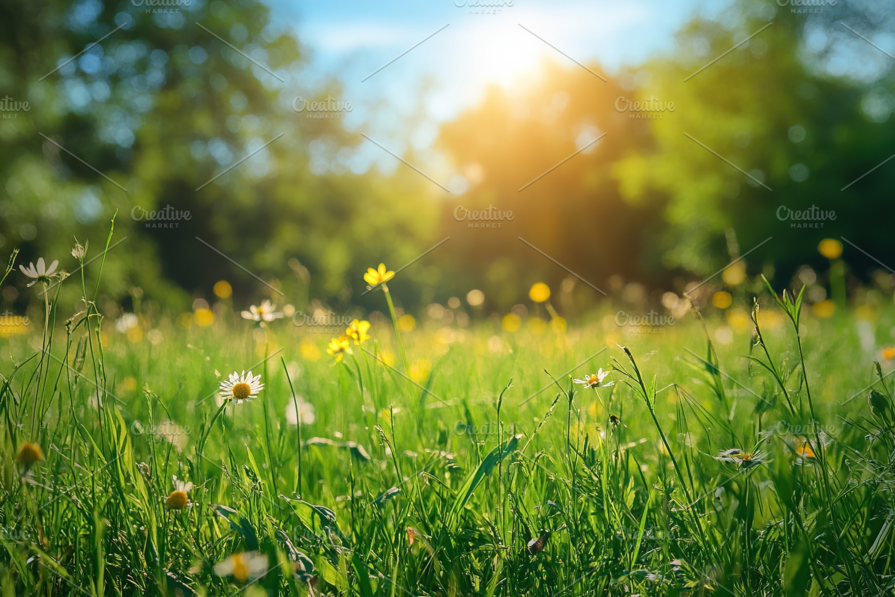 Sunny meadow filled with wildflowers on a warm summer day in a peaceful park, a Nature Photo by AlyaAnd