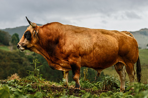 Asturian Valley Bull in a rural land, an Animal Photo by Perpis