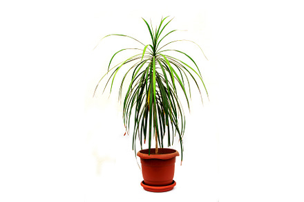 Dracaena marginata a potted plant, a Nature Photo by shahin.mammadov