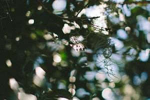 Spanish Moss