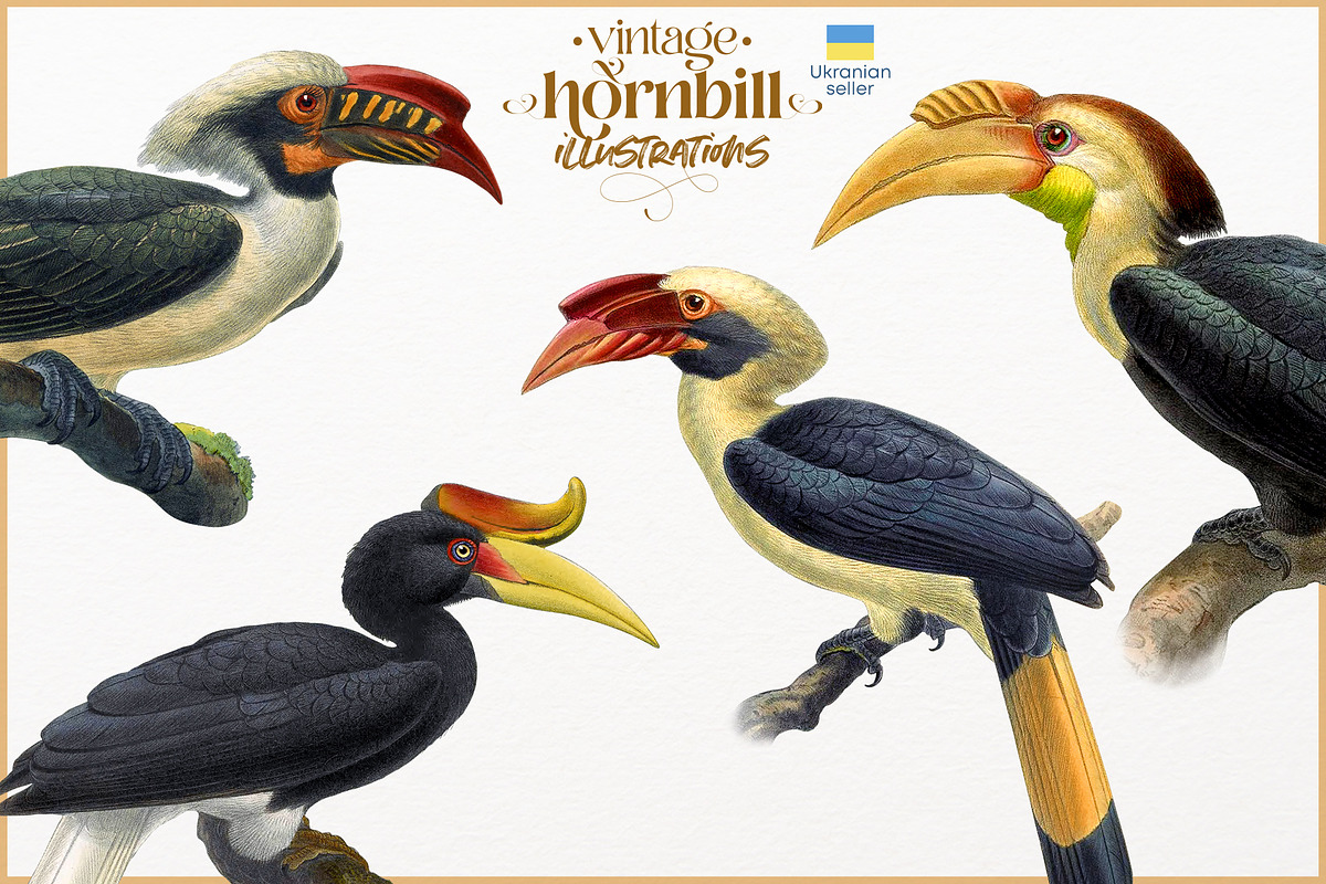 Vintage hornbill illustrations, an Animal Illustration by Natalka Dmitrova art (Photo 16 of 17)