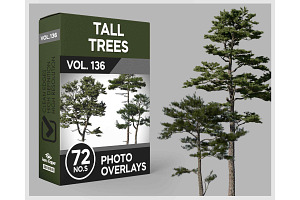 72 Tall Trees Photo Overlays, a Person Photo by KenScape