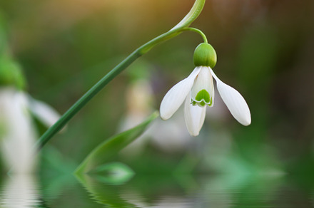Snowdrop macro water, a Nature Photo by djgis
