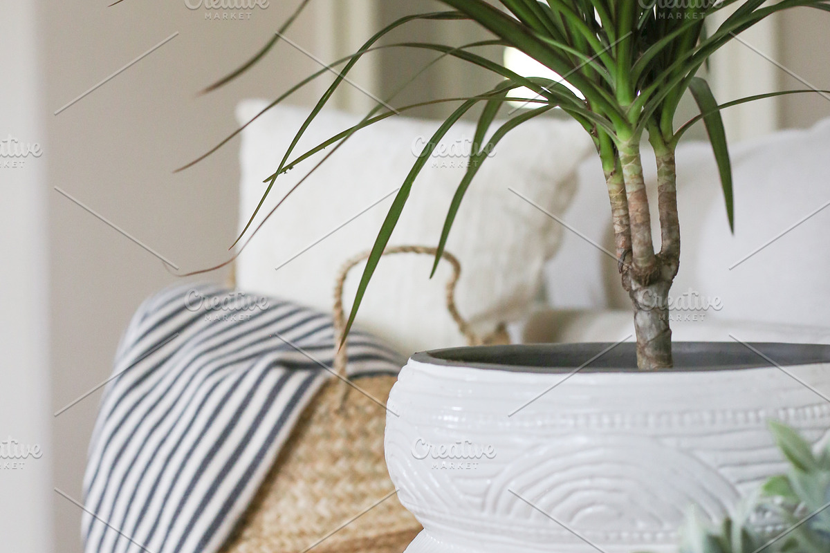 Living with Plants Photo Bundle, a Nature Photo by Wellness Stock Market (Photo 6 of 11)