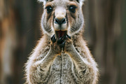 236 surprised animals, an Animal Photo by Handmadefont (Thumbnail 200 of 241)