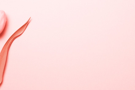 Living coral - tulip on the pink, a Holiday Photo by Kate Molchanova