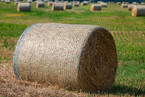 Large round hay bale resting on a green field, with multiple bales in the backg, a Nature Photo by Ales Munt