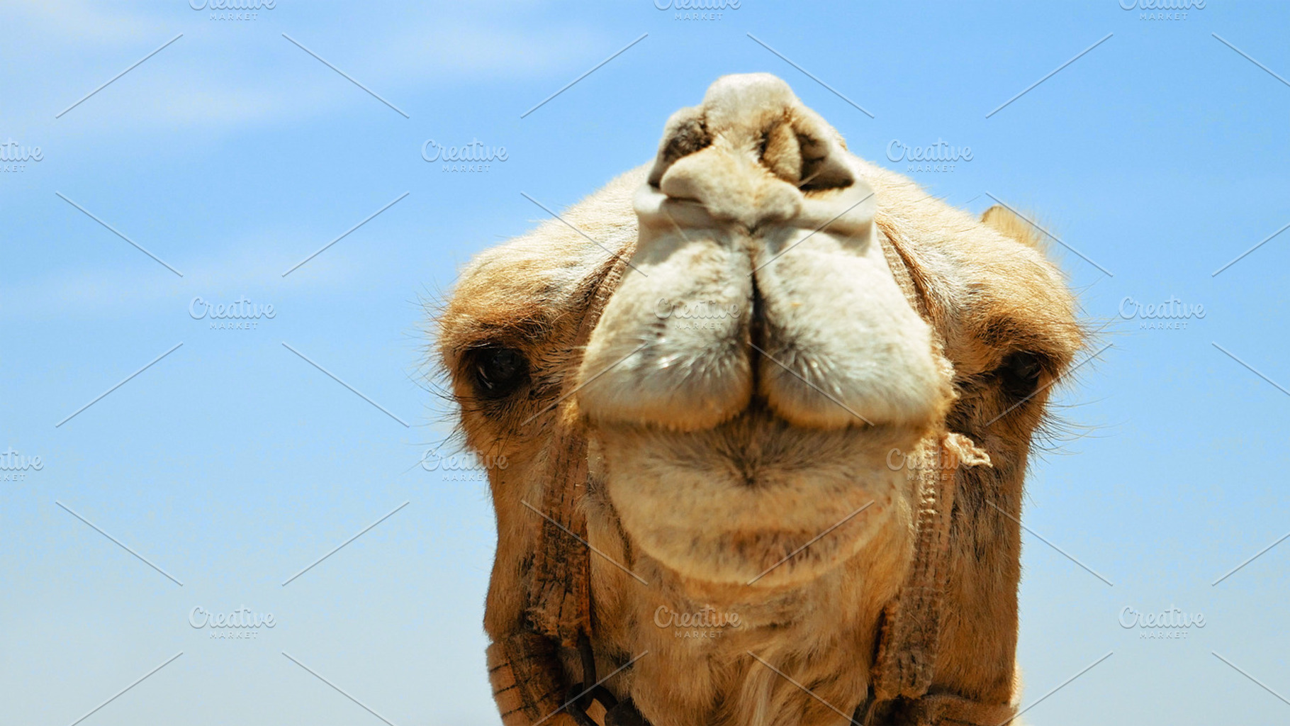 Camel head closeup outdoors containing camel, pack animal, and dromedary, an Animal Photo by HighRes Pictures