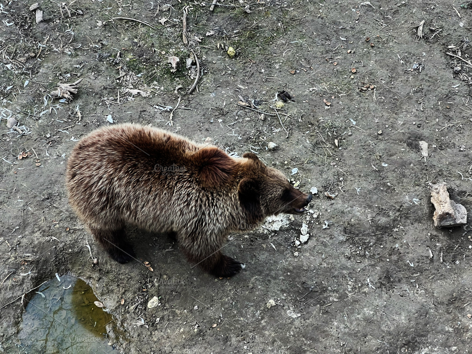 Brown bear standing on a rocky surface in a natural outdoor setting, a Photo by AS photostudio
