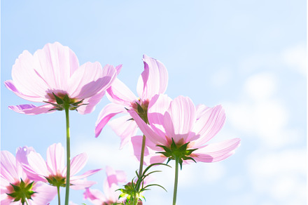 Cosmos pink flowers, a Nature Photo by Neirfy