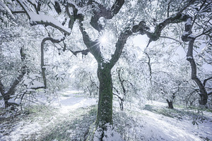 Snow in Tuscany, olive trees.