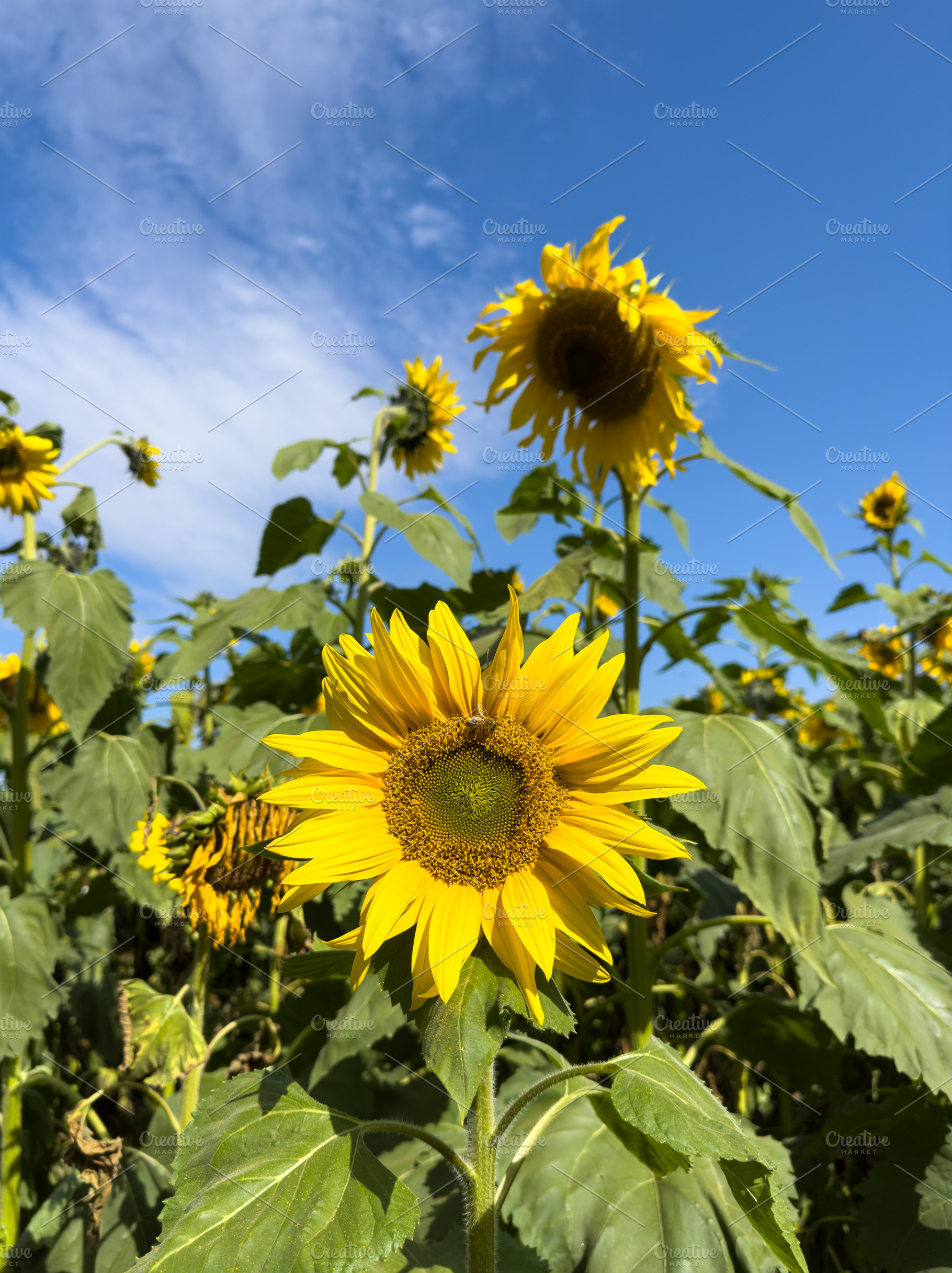 Sunflowers And Blue Sky, a Nature Photo by THP Creative