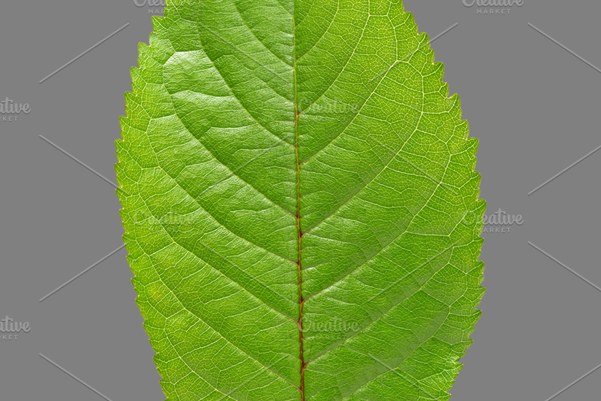 Bundle of isolated green leaves, a Nature Photo by Anatoliy Sadovskiy (Photo 2 of 10)