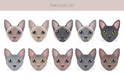 Thai Lilac cat, an Animal Illustration by pet design shop (Thumbnail 5 of 6)