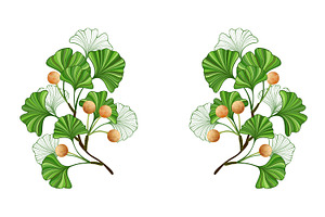 Frame of green ginkgo biloba branche