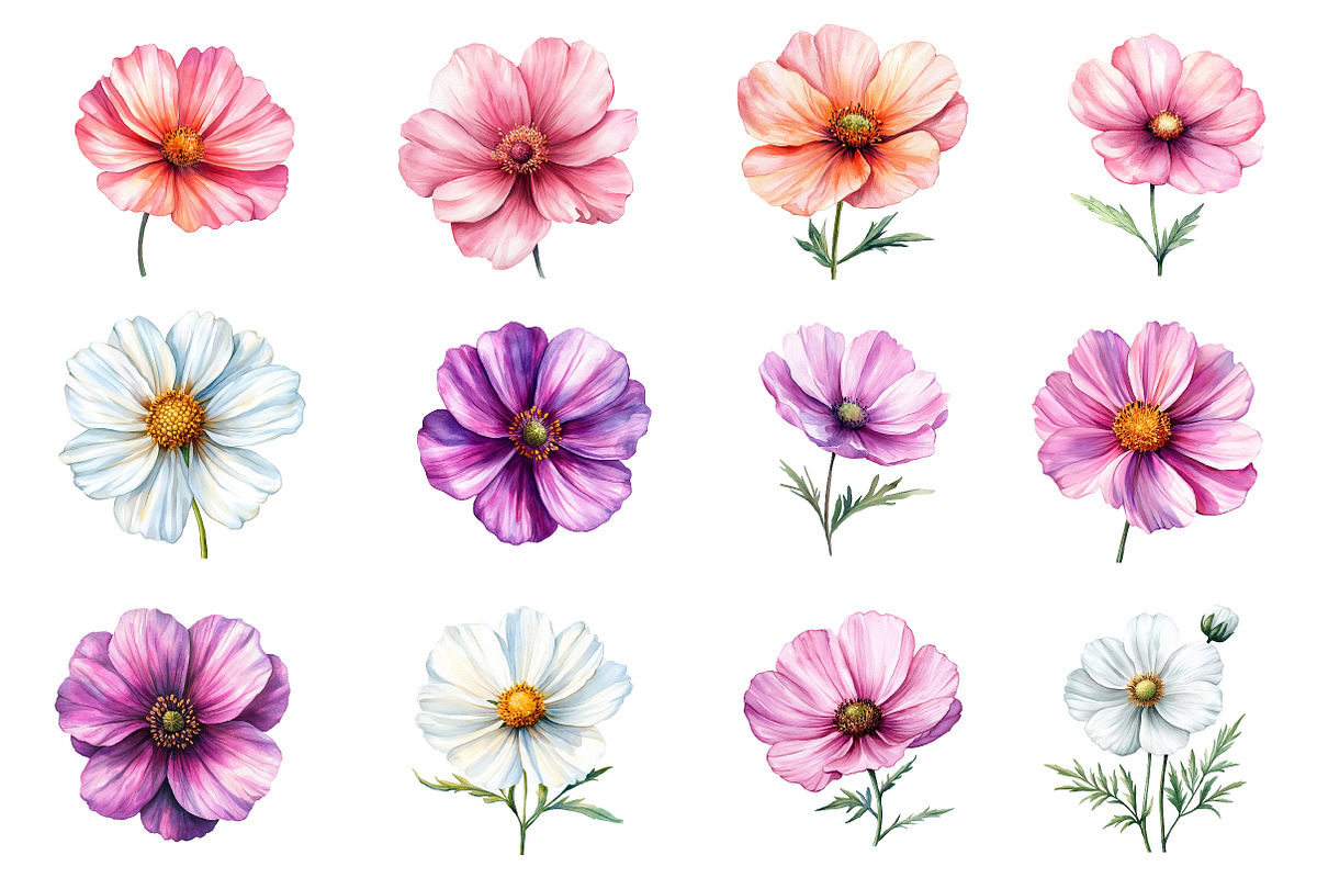 Watercolor Cosmos Flower Clipart, an Illustration by Dream Creation (Photo 4 of 7)