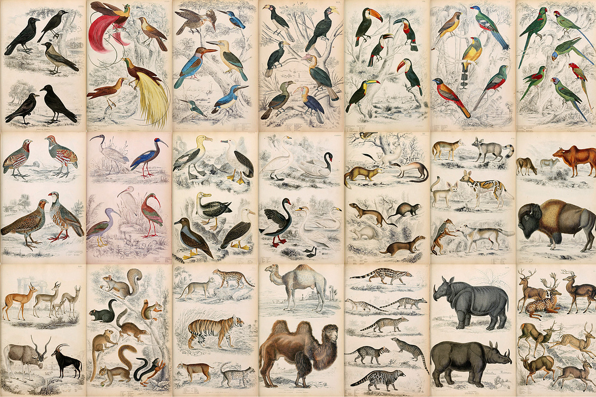 A Journal of Natural History, an Animal Illustration by Dene Studios (Photo 6 of 10)
