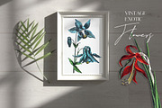 Vintage Jungle - Botany Tropical Set, an Object Graphic by Kaleriia (Thumbnail 6 of 12)