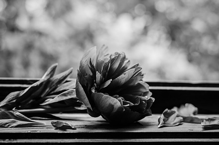 Black and white image of a peony