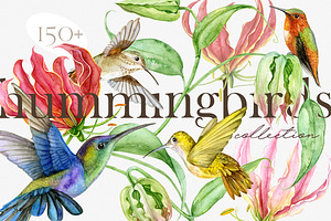 Hummingbirds Tropical Collection