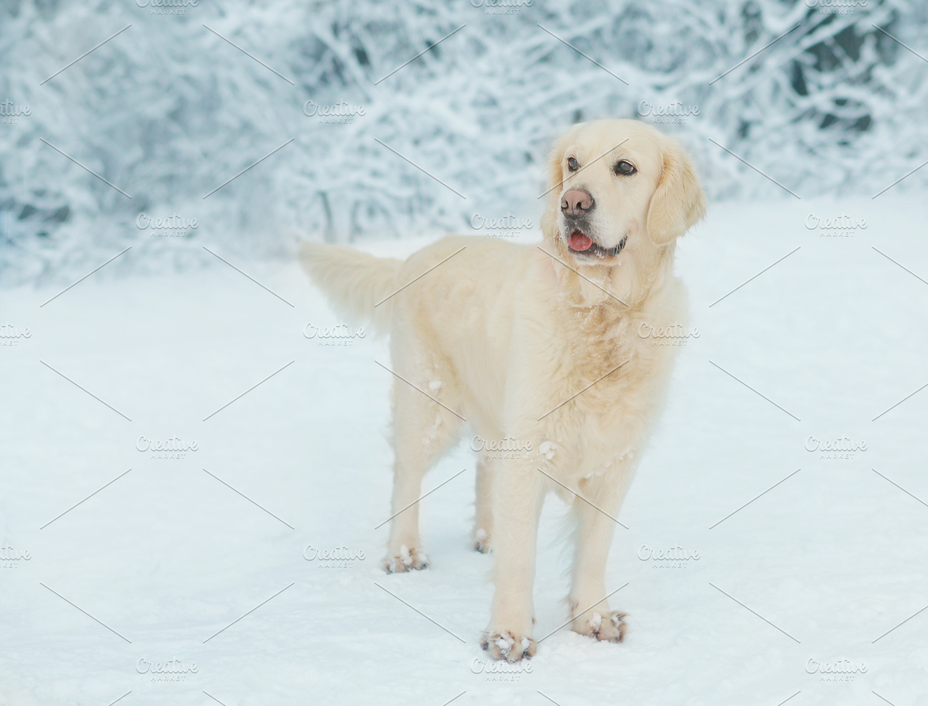 white Labrador dog closeup photo on, a Photo by Famapictura