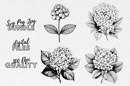 Hydrangea SVG - Flowers Clip Art, an Illustration by YouniqueArtwork