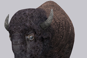 3DRT - Animals - Bison