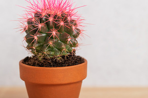 Small pink cactus growing in terracotta pot on wooden table, a Background Photo by Olena Rudo