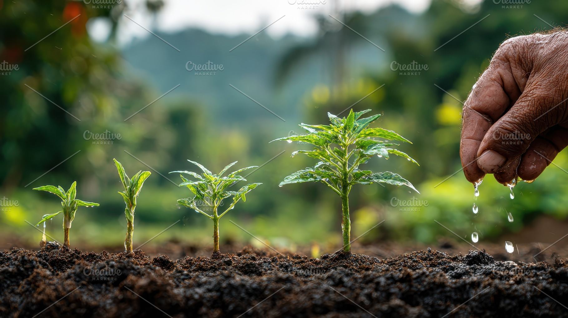 Hand watering young plants growing i, a Photo by Pixeness Studio