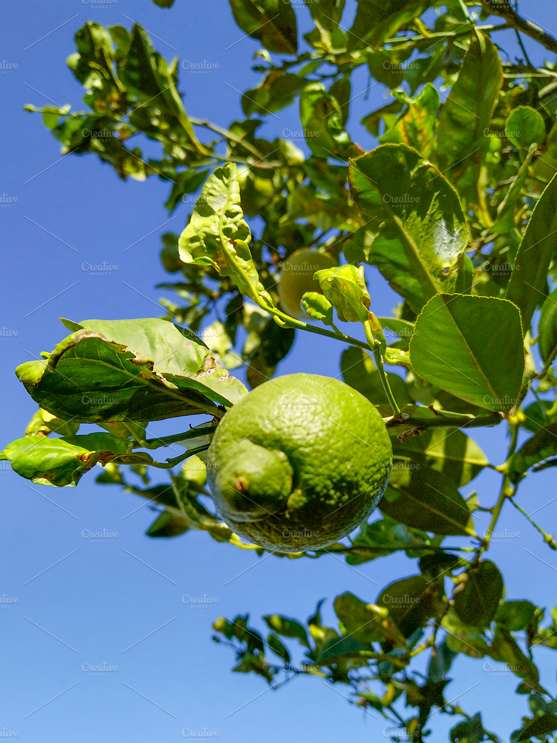 Green lemons growing on citrus tree with sunlight, a Food & Drink Photo by DanFLCreativo