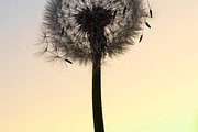 Dandelion at Dawn, a Nature Photo by Photo shack (Thumbnail 3 of 3)