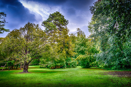Red Trees In A Park preview 5