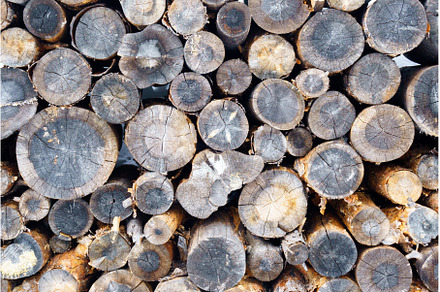 Wooden log wooden background. Fuel, a Nature Photo by darksoul72